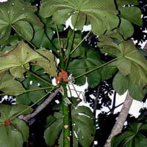 Cecropia membranacea